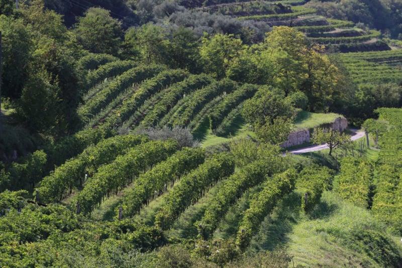 Torre del Falasco Amarone della Valpolicella 2020